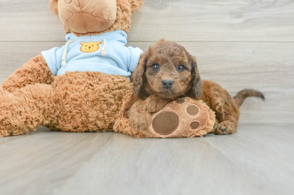 7 week old Cavapoo Puppy For Sale - Seaside Pups