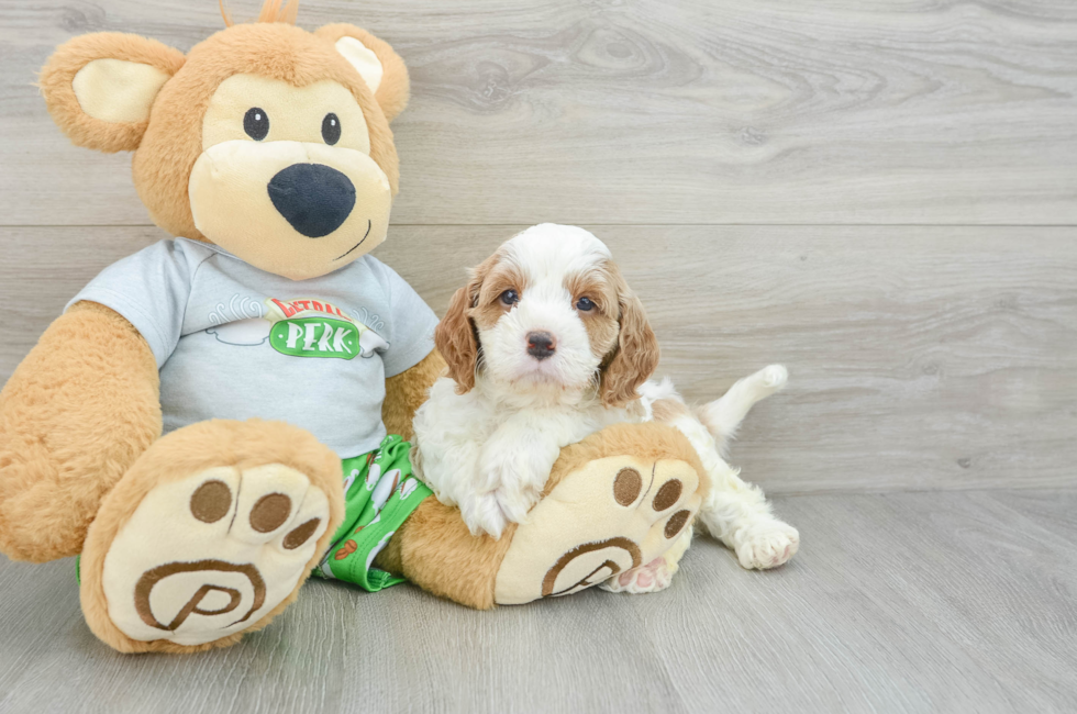 7 week old Cavapoo Puppy For Sale - Seaside Pups