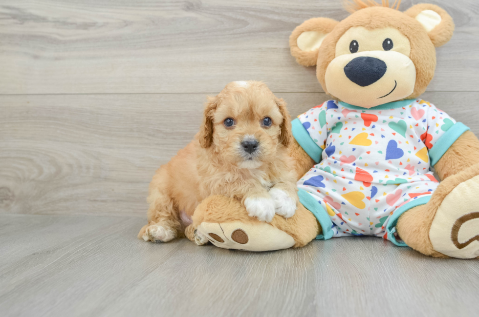 7 week old Cavapoo Puppy For Sale - Seaside Pups