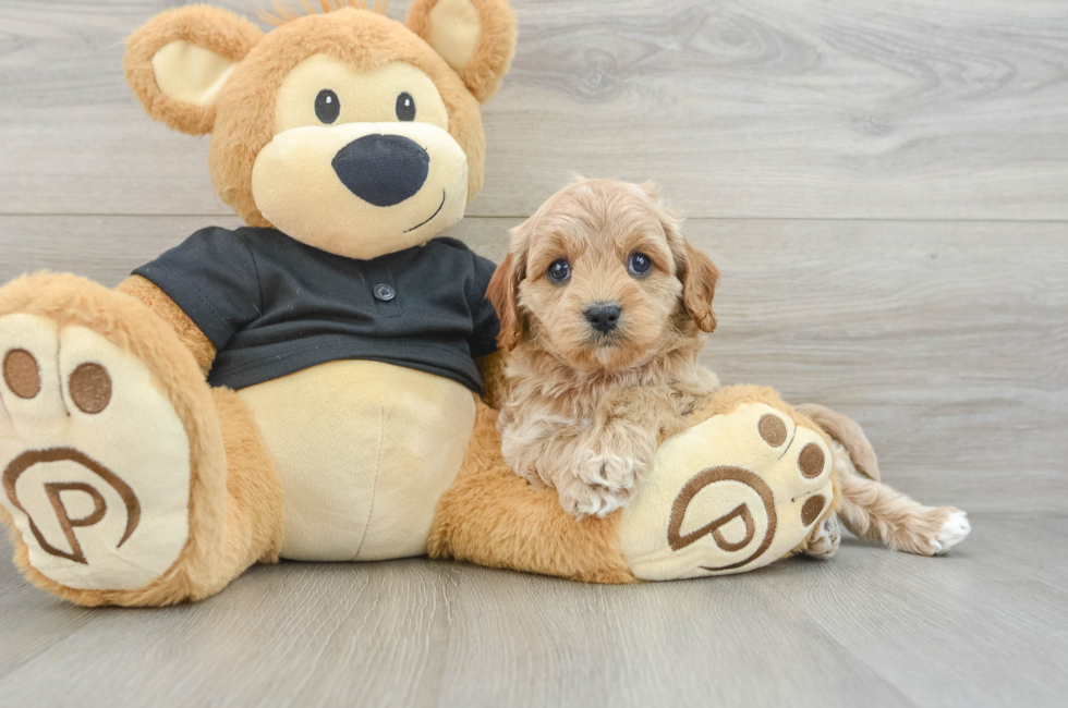5 week old Cavapoo Puppy For Sale - Seaside Pups