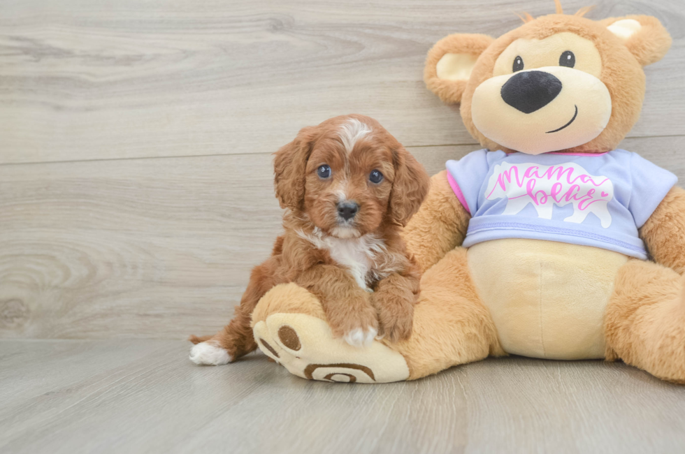 5 week old Cavapoo Puppy For Sale - Seaside Pups