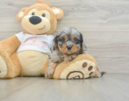 8 week old Cavapoo Puppy For Sale - Seaside Pups