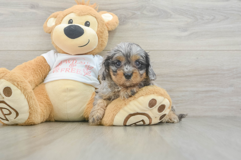 5 week old Cavapoo Puppy For Sale - Seaside Pups
