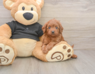 7 week old Cavapoo Puppy For Sale - Seaside Pups