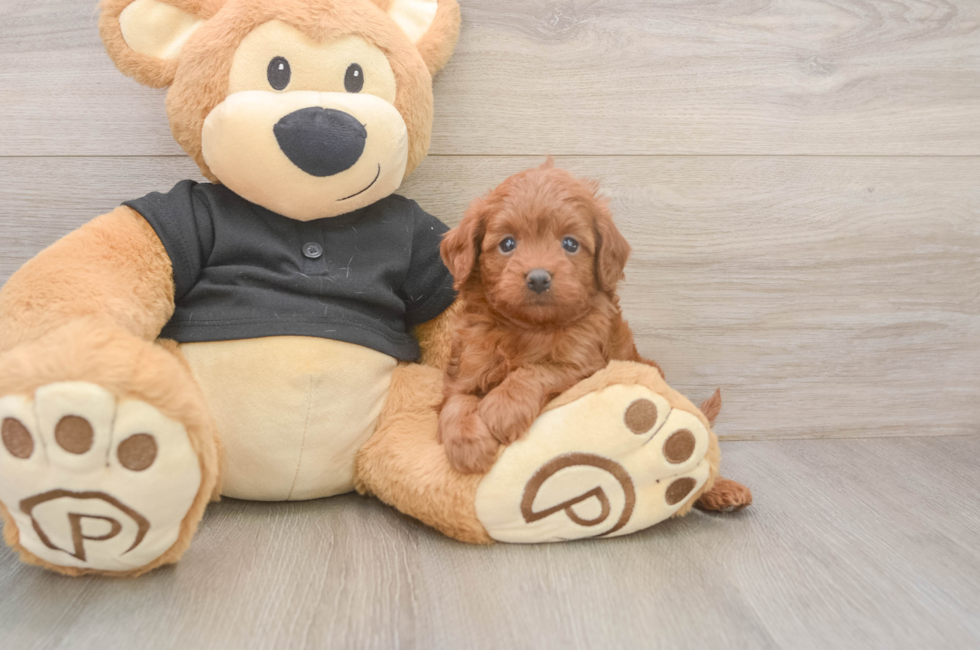 5 week old Cavapoo Puppy For Sale - Seaside Pups