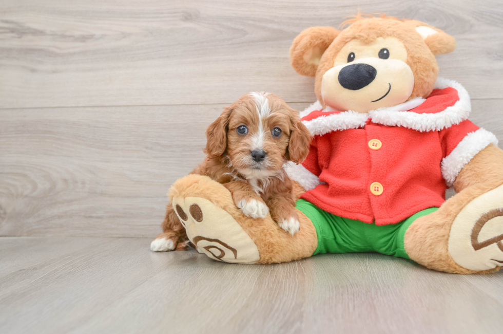 5 week old Cavapoo Puppy For Sale - Seaside Pups