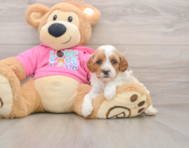 8 week old Cavapoo Puppy For Sale - Seaside Pups
