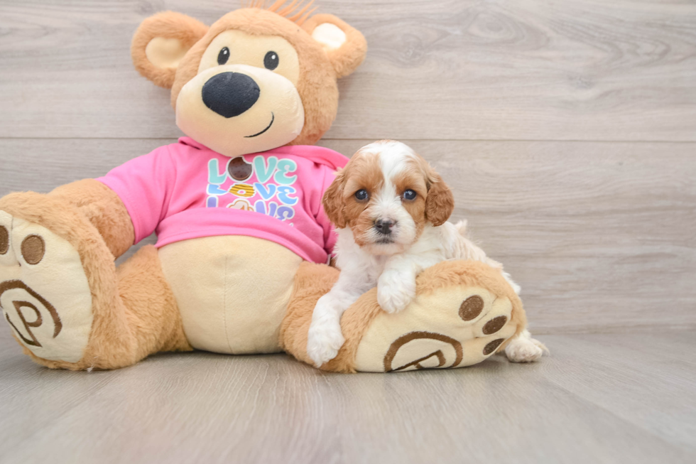 Playful Cavapoodle Poodle Mix Puppy