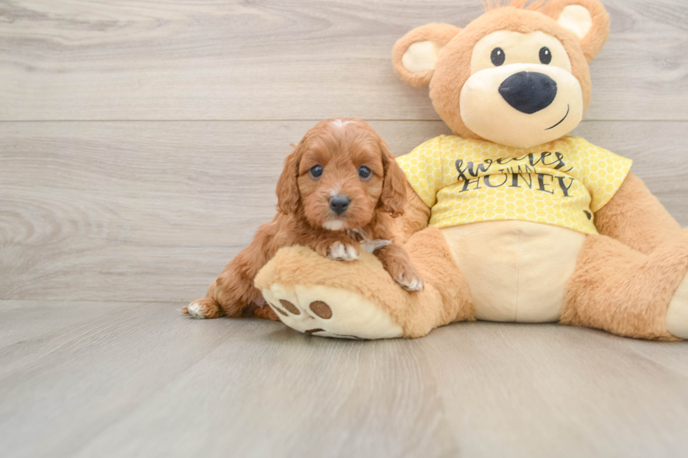 Best Cavapoo Baby