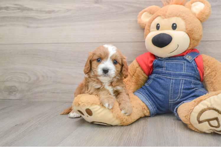 Playful Cavapoodle Poodle Mix Puppy