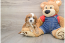 Playful Cavapoodle Poodle Mix Puppy