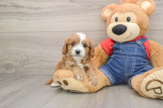 Playful Cavapoodle Poodle Mix Puppy