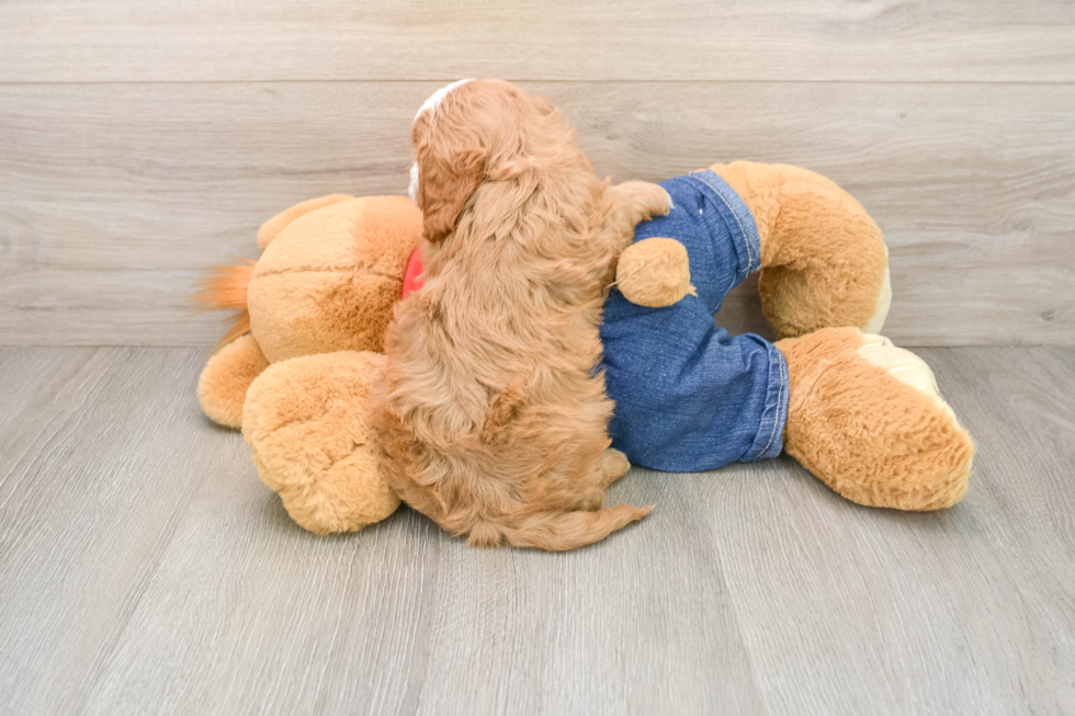 Playful Cavapoodle Poodle Mix Puppy