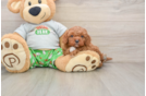 Friendly Cavapoo Baby