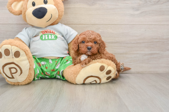 Friendly Cavapoo Baby
