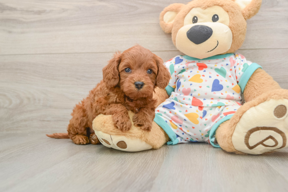 Cavapoo Puppy for Adoption