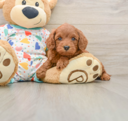 7 week old Cavapoo Puppy For Sale - Seaside Pups