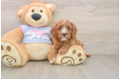 Smart Cavapoo Poodle Mix Pup