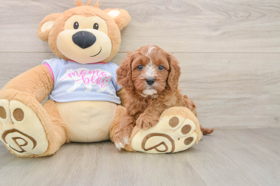 Smart Cavapoo Poodle Mix Pup