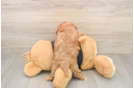 Playful Cavapoodle Poodle Mix Puppy
