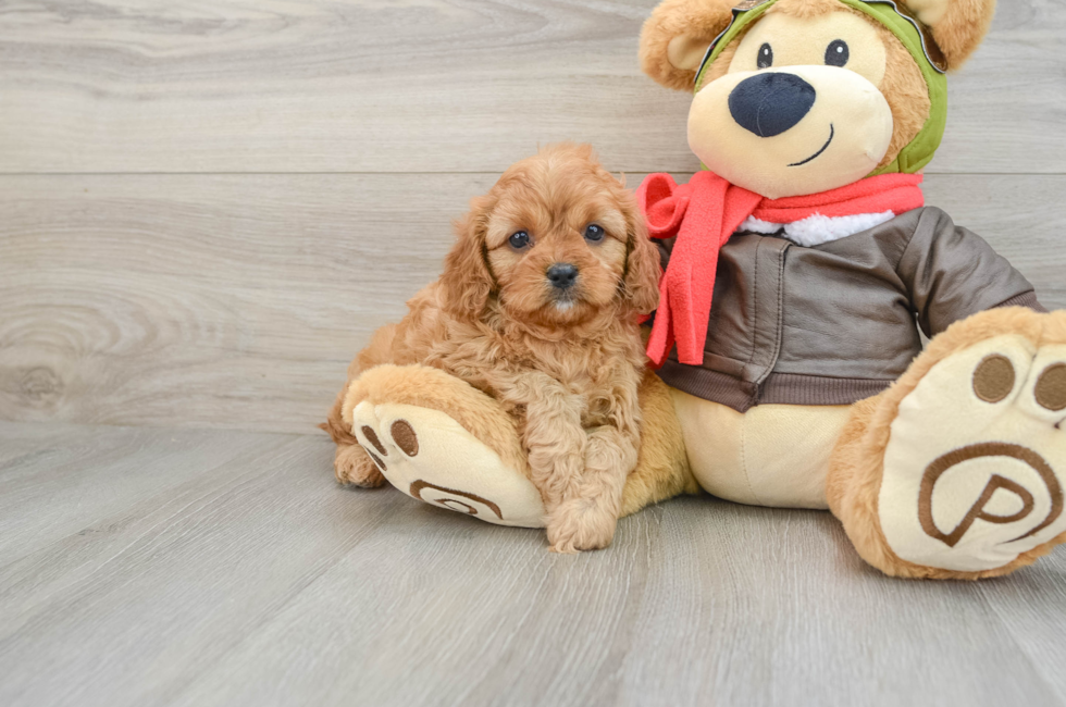 6 week old Cavapoo Puppy For Sale - Seaside Pups