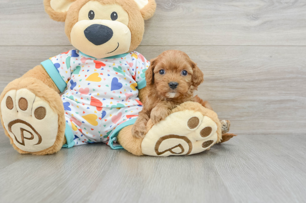 7 week old Cavapoo Puppy For Sale - Seaside Pups