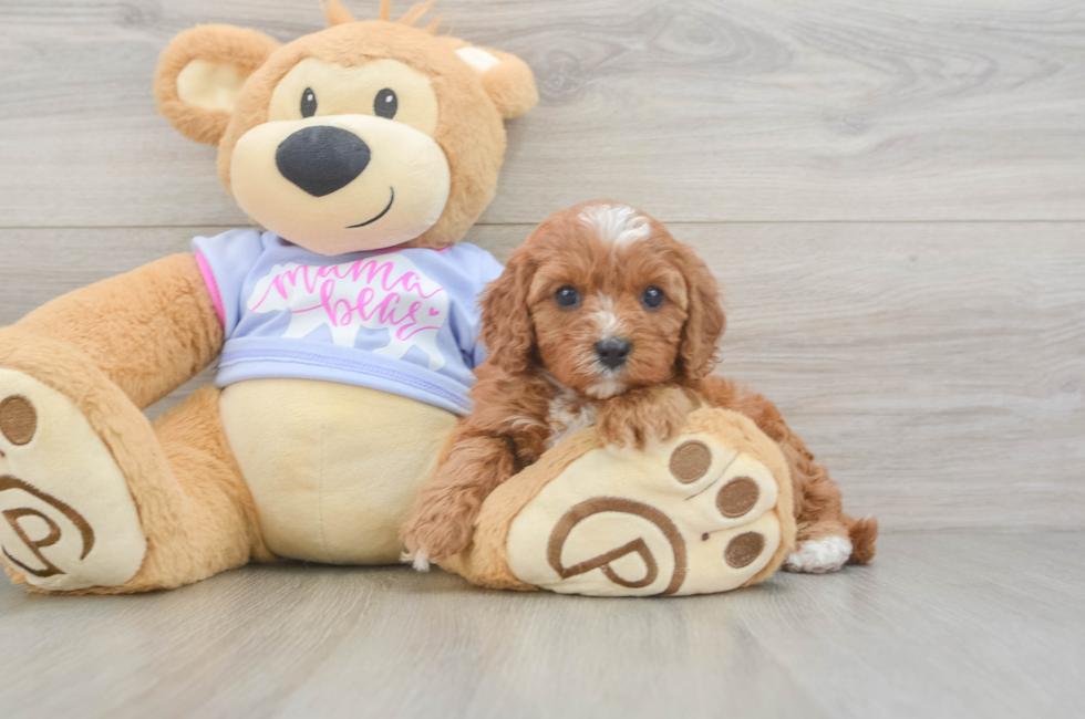 5 week old Cavapoo Puppy For Sale - Seaside Pups