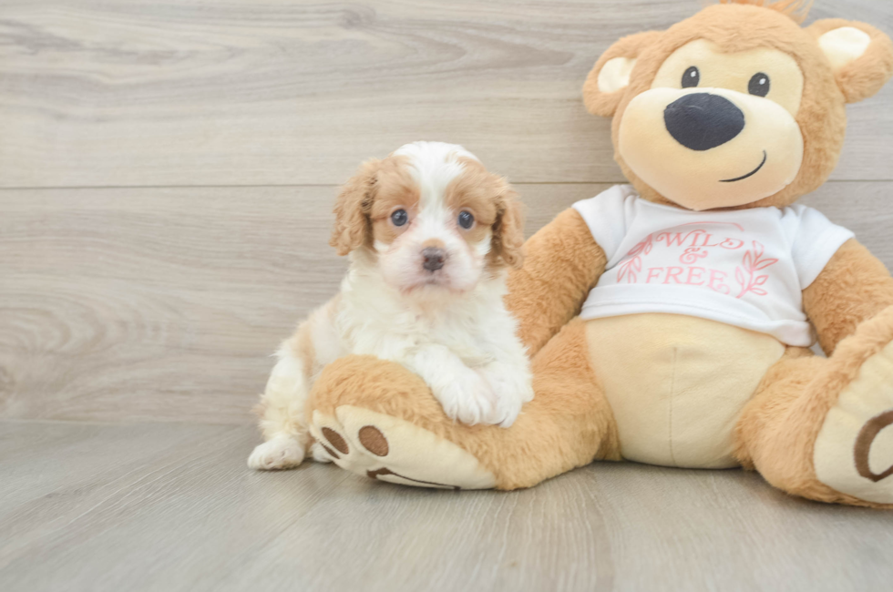 5 week old Cavapoo Puppy For Sale - Seaside Pups