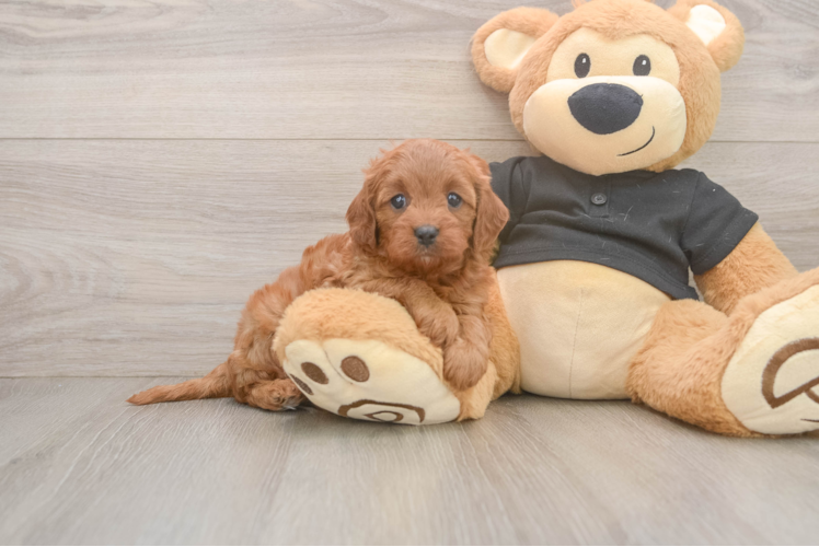 Funny Cavapoo Poodle Mix Pup