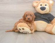 7 week old Cavapoo Puppy For Sale - Seaside Pups