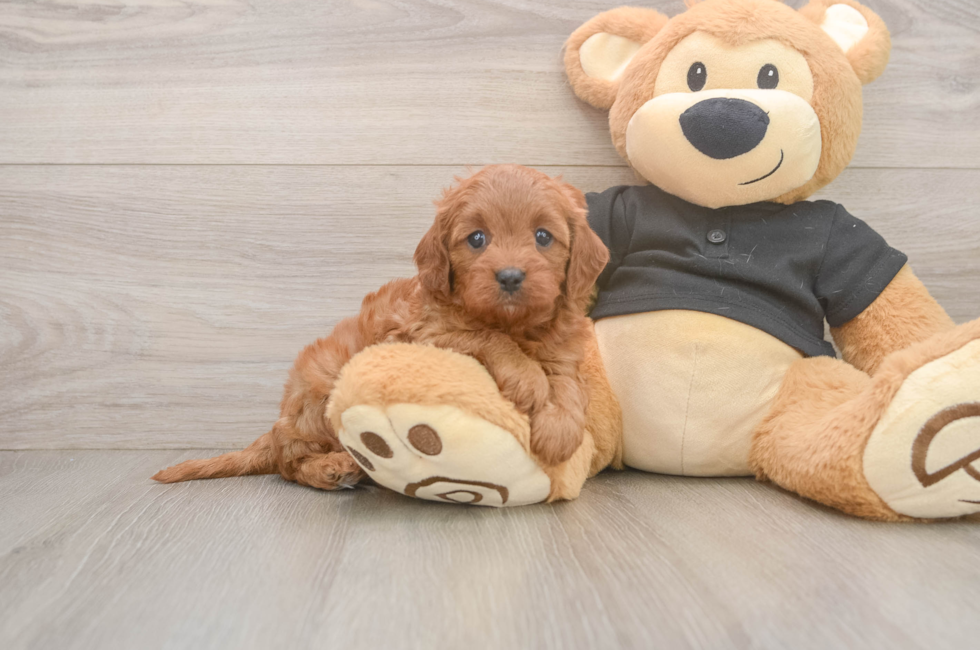 5 week old Cavapoo Puppy For Sale - Seaside Pups