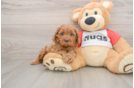Cavapoo Pup Being Cute