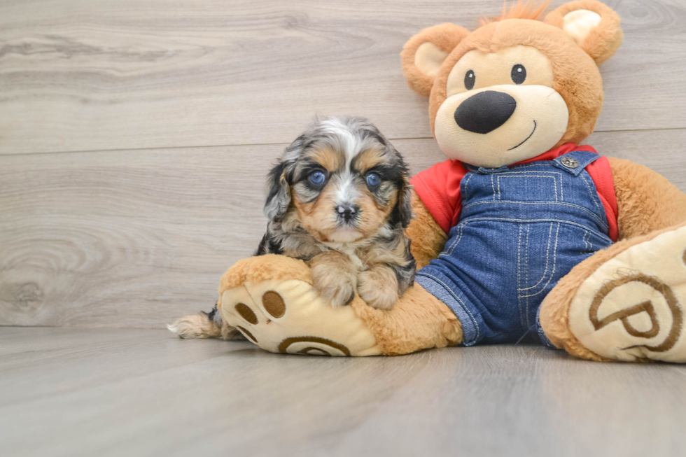 Cavapoo Puppy for Adoption