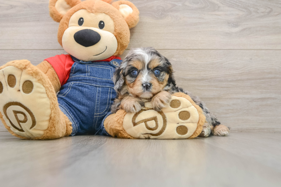 Sweet Cavapoo Baby