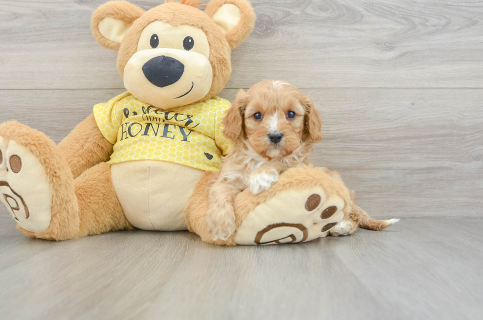 6 week old Cavapoo Puppy For Sale - Seaside Pups