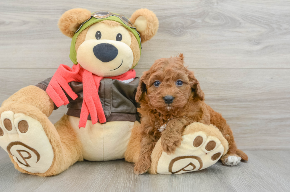 6 week old Cavapoo Puppy For Sale - Seaside Pups