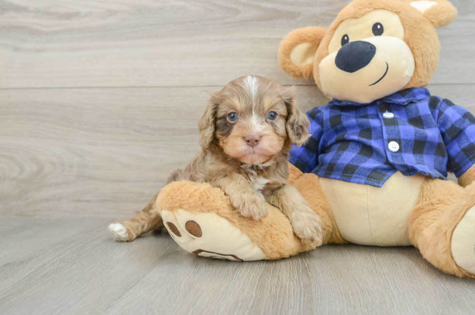 6 week old Cavapoo Puppy For Sale - Seaside Pups