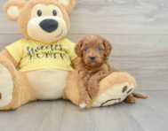 8 week old Cavapoo Puppy For Sale - Seaside Pups