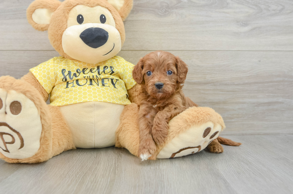 6 week old Cavapoo Puppy For Sale - Seaside Pups