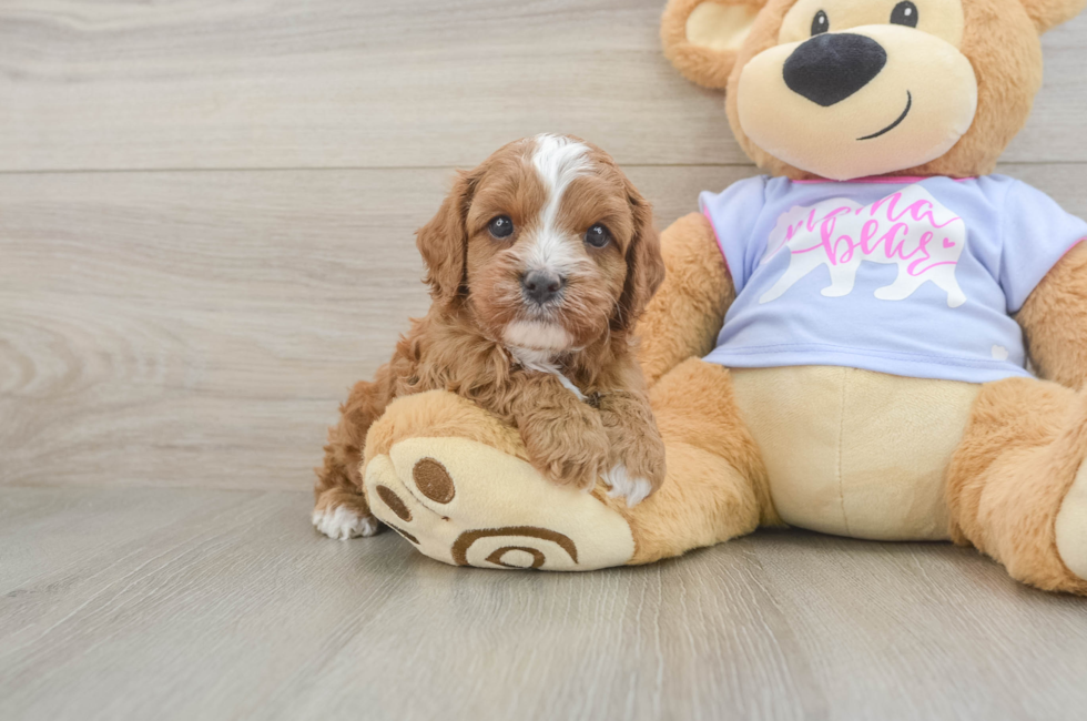 5 week old Cavapoo Puppy For Sale - Seaside Pups