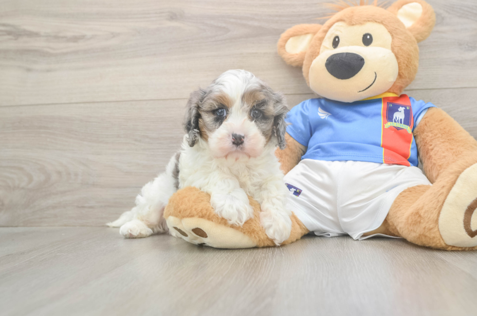 5 week old Cavapoo Puppy For Sale - Seaside Pups
