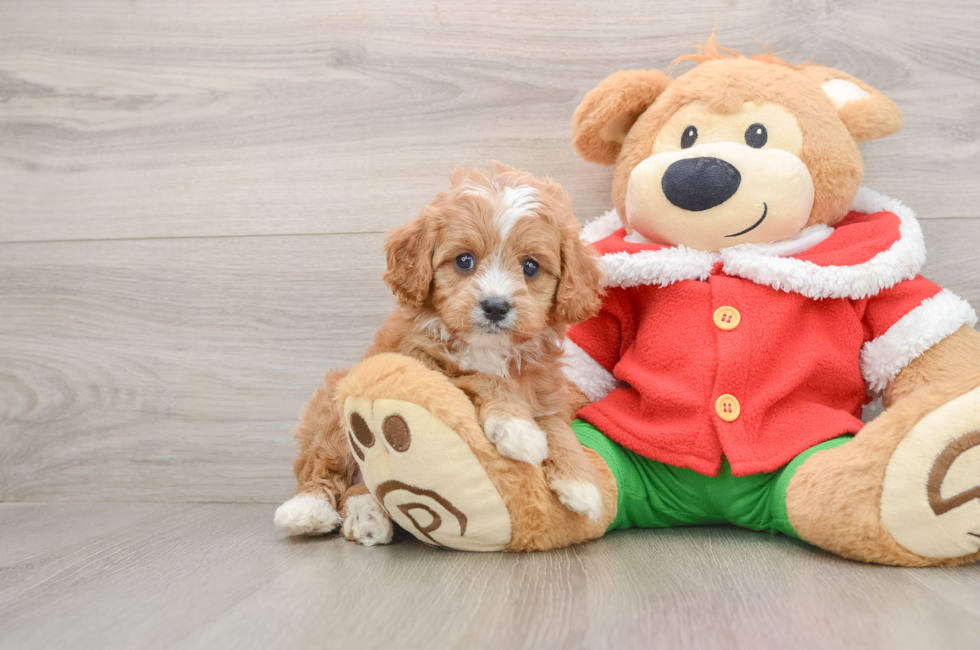 5 week old Cavapoo Puppy For Sale - Seaside Pups