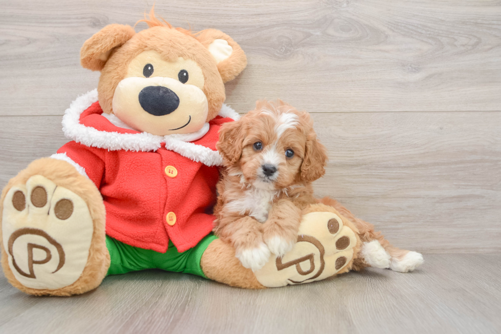Best Cavapoo Baby