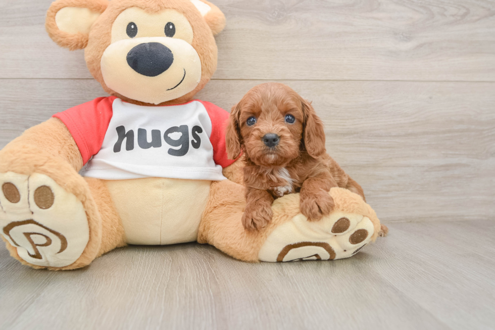 Cavapoo Puppy for Adoption