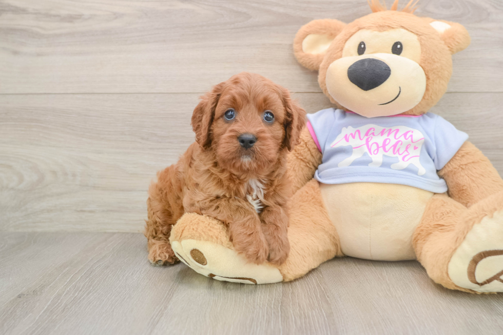 Little Cavipoo Poodle Mix Puppy