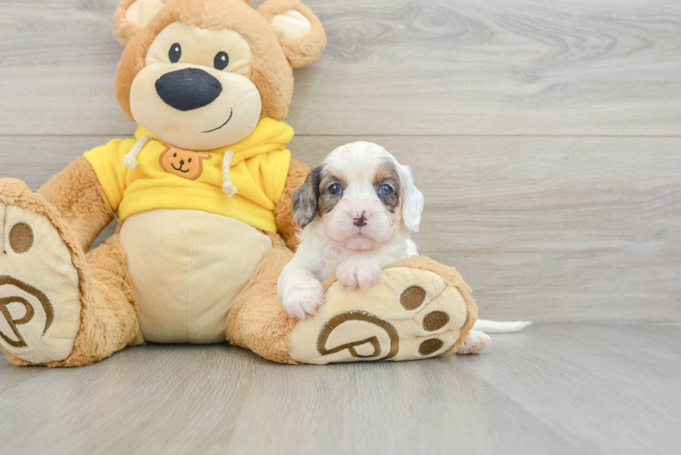 Smart Cavapoo Poodle Mix Pup