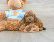 8 week old Cavapoo Puppy For Sale - Seaside Pups