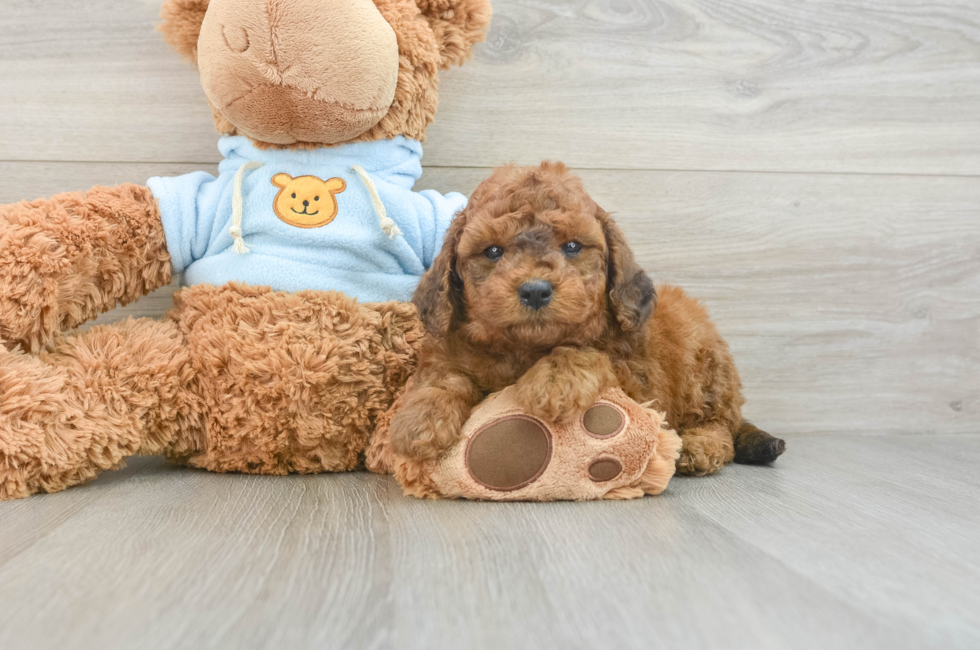 7 week old Cavapoo Puppy For Sale - Seaside Pups