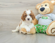 8 week old Cavapoo Puppy For Sale - Seaside Pups