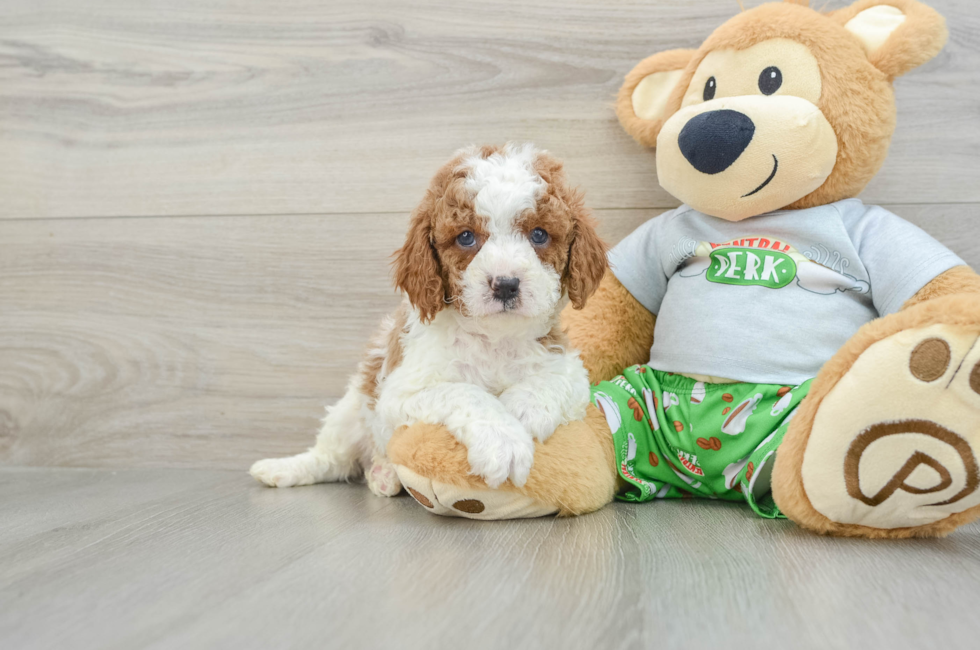 7 week old Cavapoo Puppy For Sale - Seaside Pups